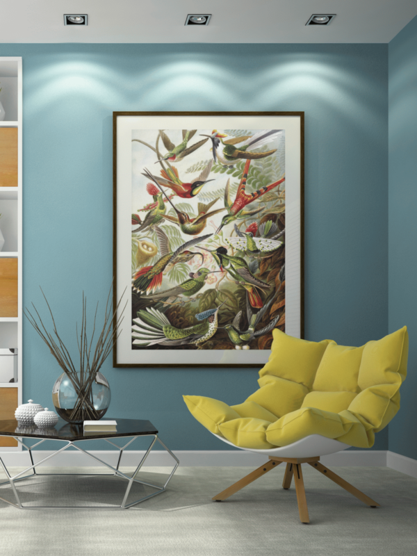 Haeckel Kolibris Poster in XXL